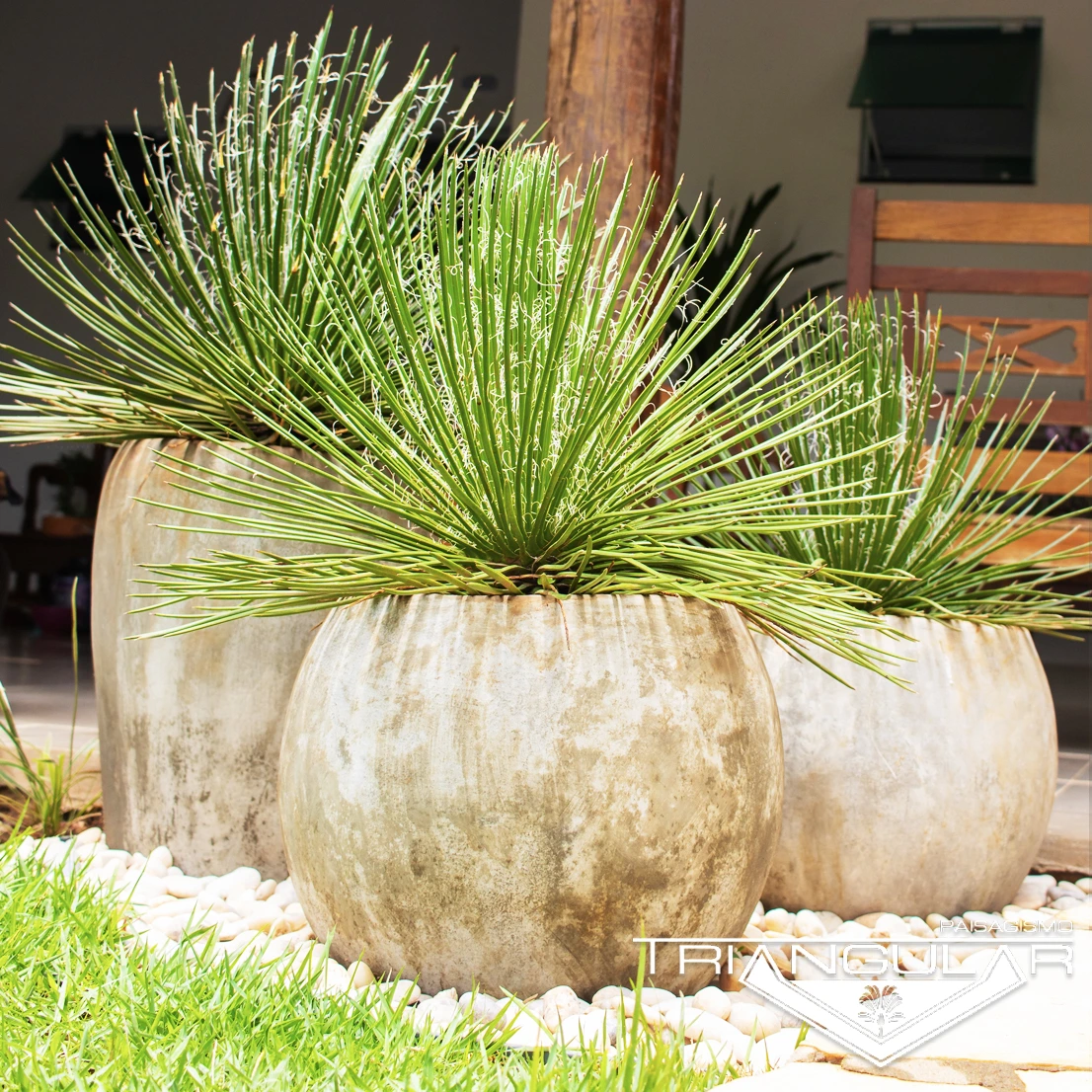 Planta Agave palito